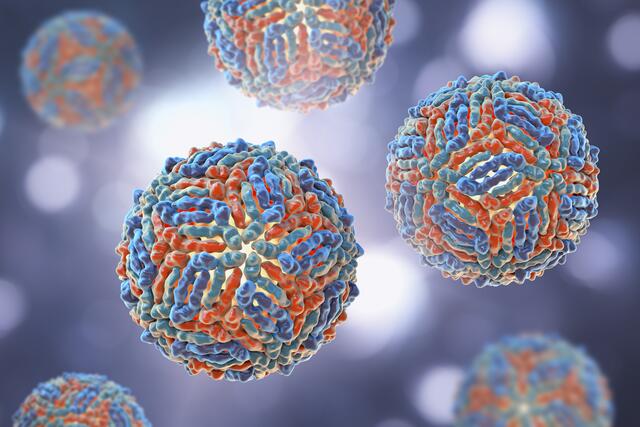 Laut dem Europäischen Zentrum für die Prävention und Kontrolle von Krankheiten (ECDC) ist die West-Nil-Virus-Saison in Europa "in vollem Gange". (Illustration) | Foto: Science Photo Library / picturedesk.com