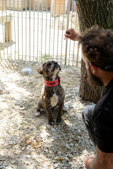 "T-Bone" ist sehr gelehrig und gut erzogen. Aufgrund seines Aussehens interessiert sich allerdings kein Hundefreund für ihn.  | Foto: rg-dogs