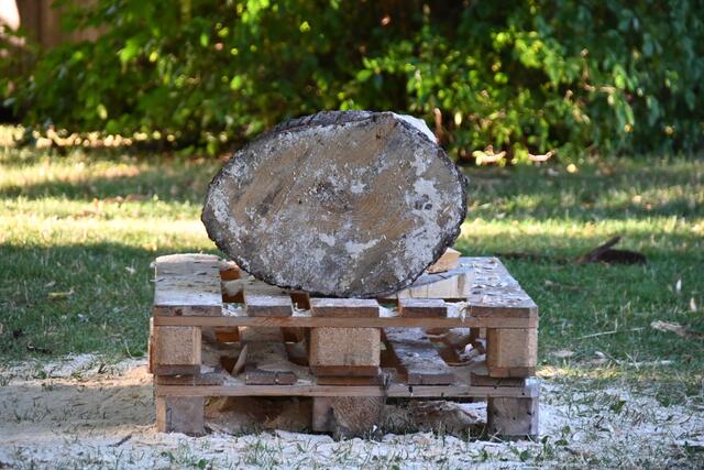 Ausgangsmaterial für die Schnitzer.