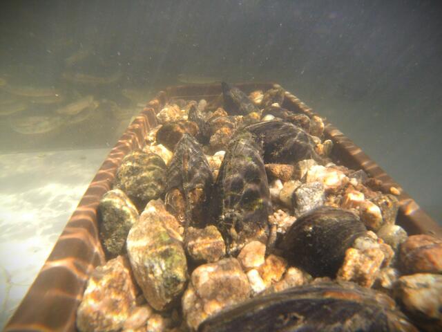 Die heimische Bachforellen, die ist bedeutende im Fortpflanzungszyklus der Flussperlmuschel. | Foto: önj Haslach