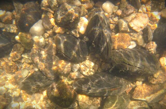 Entscheidend für das Überleben von kleinen Jungmuscheln sind gut durchströmte, aber stabilen Sedimenten am Gewässergrund“, weiß Humenberger. | Foto: önj Haslach