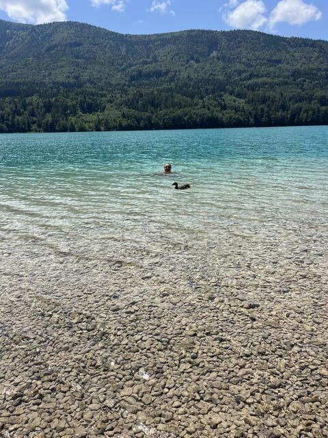 Schwimmen mit meiner neuen Lieblingsente im traumhaften Fuschlsee | Foto: Carmen Pable