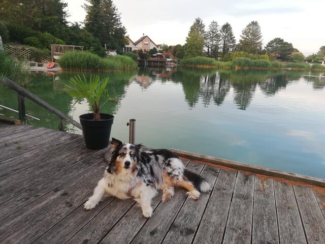 Australian Shepherd Huendin Melissa 🐕 💚 genießt unseren Garten Urlaub am Bisamberger Badesee sehr🦋💐🌻🏖️ | Foto: Mein Foto! 