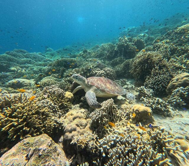 Schildkröte in Pemuteran in Bali beim Schnorcheln entdeckt :)