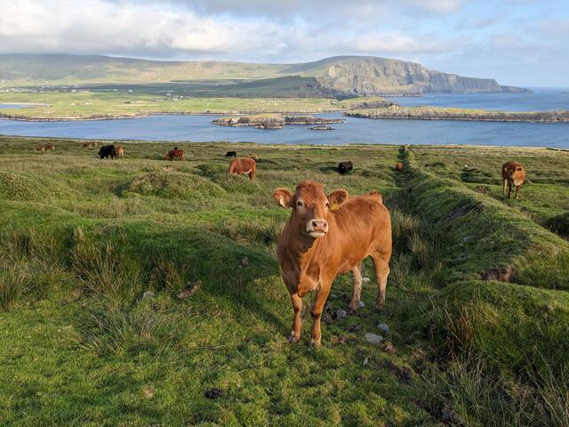 Irland | Foto: Barbara 