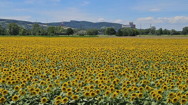 Urlaub vor der Haustür ....mit dem Rad am gelben Blumenmeer