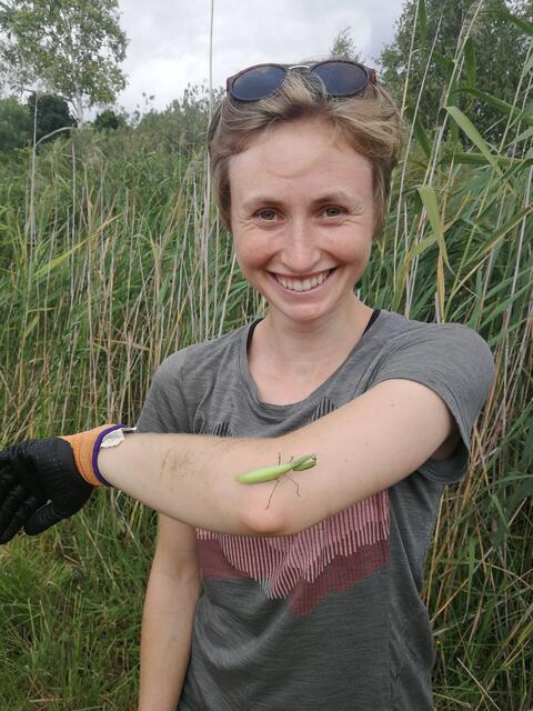 Eine der vielen Bewohner des Herrngras: eine Gottesanbeterin (Mantis reliogiosa). | Foto: LPV/Hannah Streinesberger