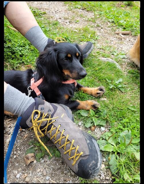 Schladming  wandern mit unserer kleinen Nelly