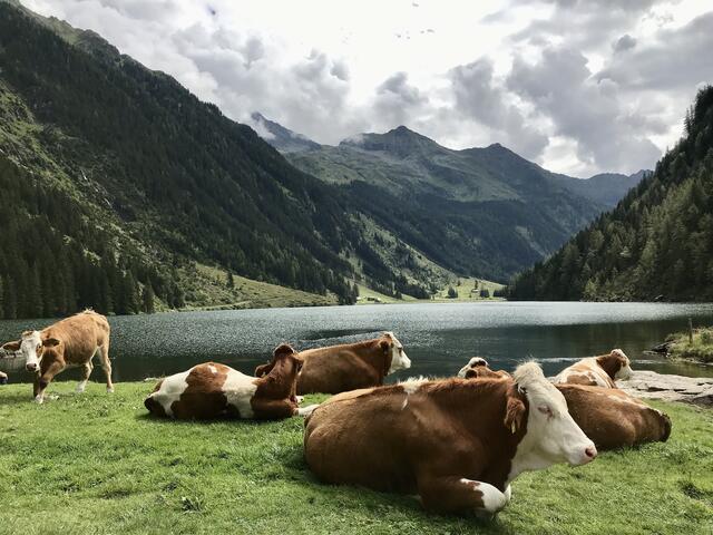 Almsee „Riesachsee“
beim Wanderweg „“Wilde Wasser“ in Schladming/Rohrmoos. 
Der wunderschöne Almsee ist vom Seeleiten-Parkplatz im Untertal/Rohrmoos entweder über den abwechslungsreichen Alpinsteig „Durch die Höll“ oder über den Forstweg erreichbar. 
Oben angelangt ist es, als würde man ein Märchenbuch aufschlagen.  | Foto: eigenes Foto