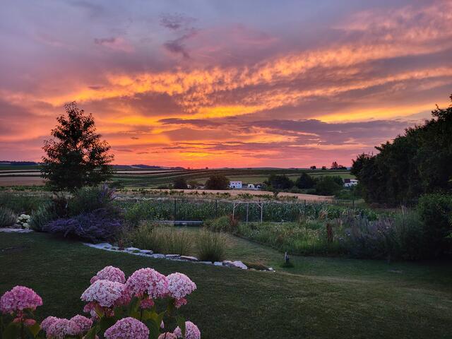 Urlaub im eigenen Garten. Einfach herrlich. 🤩 | Foto: Elisabeth Österreicher