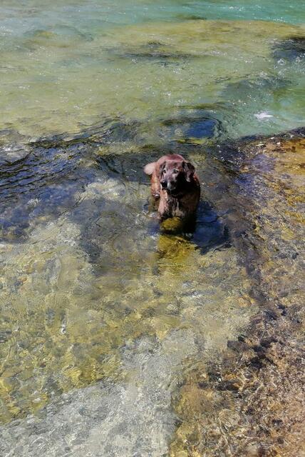 In der herrlichen Erlauf bei "unsrem Platzl", mit meinem Hund verbringe, ich fast immer bei Schönwetter die tollste Zeit, mit planschen und schnorcheln! Genauso herrlich wie in Kroatien ist auch hier in unsrer wundervollen Heimat. 🩵