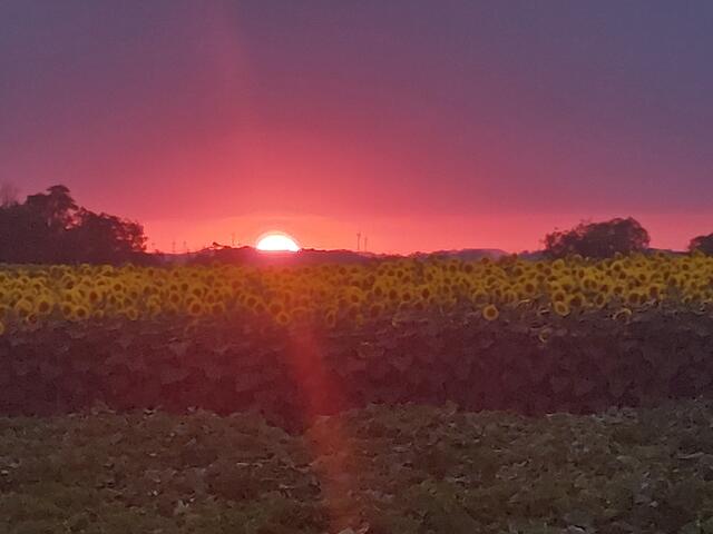 Sonnenuntergang im Weinviertel