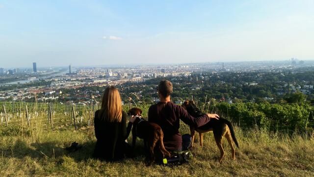 In den Weinbergen mit Blick auf Wien, Urlaub zu Hause ist auch wunderschön:) 