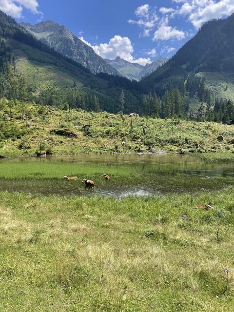 Wellness für Kühe am Schwarzensee!
Ich habe noch nie gesehen, dass Kühe baden gehen. Da geht einem das Herz auf. Idylle pur, da ist für Alltagssorgen kein Platz. 🫶🏼