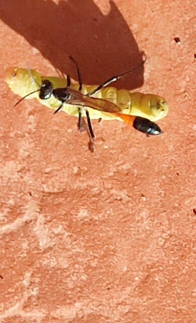 Schlanke Sandwespe mit Raupe im eigenen Garten fotografiert. | Foto: Ingrid  Schober