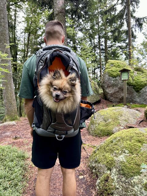 Auch ein Tagesauflug ins schöne Yspertal kann ganz entspannend sein…Hund müsste man halt sein.
