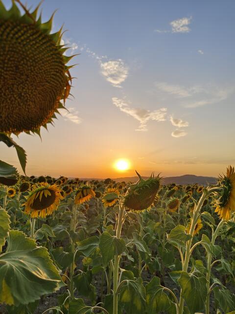 Sonnenuntergang in Italien Fano
 | Foto: Manuela Csenar