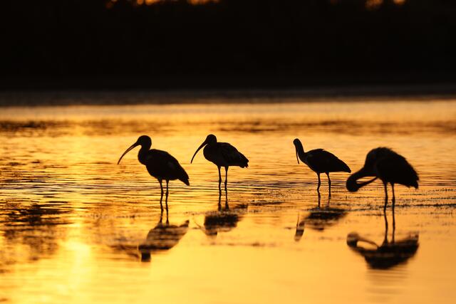 Abendstimmung in den Everglades/USA | Foto: Brigitte Schweda-Bog
