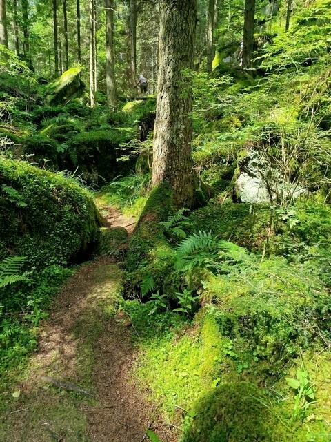 Weg zum Lohnbachfall im Waldviertel -Niederösterreich. Ein verwunschener Wald- wirklich sehenswert!