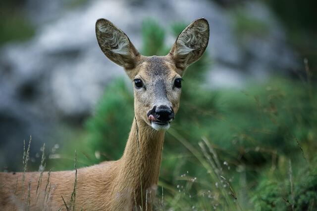 Das Rehwild wurde bei dem Zusammenstoß so schwer verletzt, dass es an der Unfallstelle verendete.  | Foto: pixabay.com