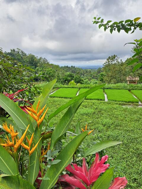 Mitten im Dschungel Indonesiens (Lombok)