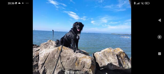 Urlaub mit unserem Hund Henry am Bodensee.