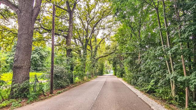 Die Stieleichenallee in der Herrgottwiesgasse ist nun offiziell ein geschützter Landschaftsteil. | Foto: Stadt Graz