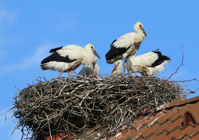 Die burgenländischen Störche bereiten sich bereits auf den Abflug in den Süden vor.  | Foto: Hans Martin Berg