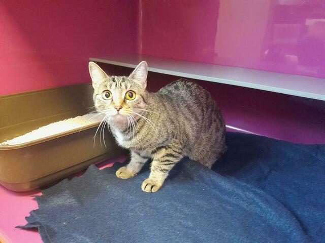 Es wurde auch eine nicht gechippte Katze gefunden, die der Tierrettung der Stadt Wien übergeben wurde. | Foto: TierQuarTier Wien