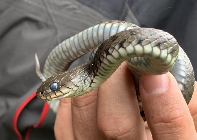 Barrenringelnatter (Natrix helvetica). | Foto: Haus der Natur/Saliger