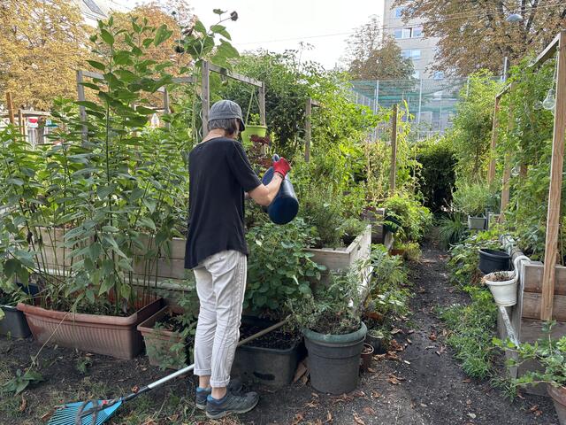 Die Fremdernte ist für die Gärtnerinnen und Gärtner ein Ärgernis. | Foto: Nieschalk/MeinBezirk