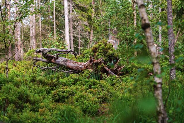 Das Tannermoor in Liebenau. | Foto: Gemeinde