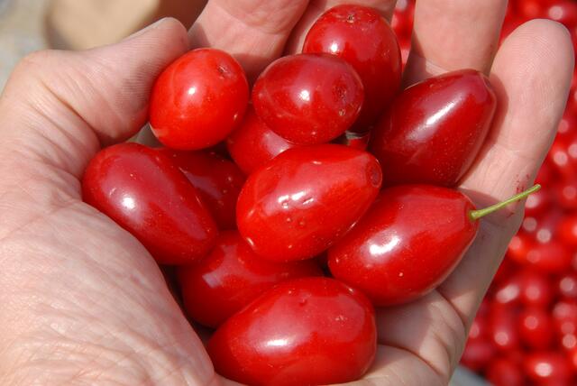 Den puren Naturgenuss in Händen.  | Foto: Lenz