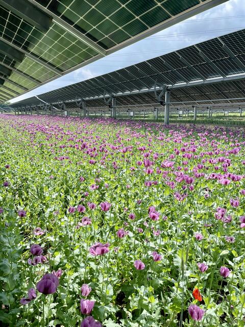Das Agri-PV-Projekt "Sonnenfeld" in Bruck ist ein tolles Beispiel, wie der Boden sinnvoll und nachhaltig genutzt wird.  | Foto: Michalka