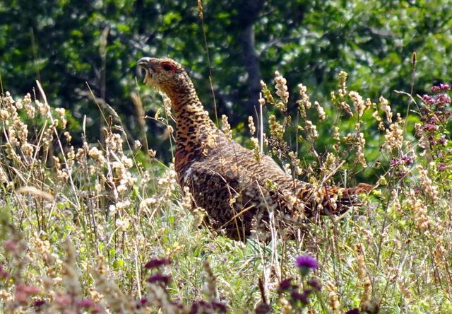 Eine Auerhenne fliegt vor mir auf.
