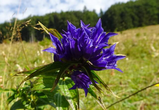 Noch schön blühende Enziane