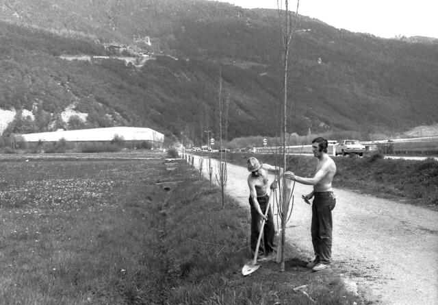 Einpflanz-Aktion 1980. | Foto: Stefan Dietrich