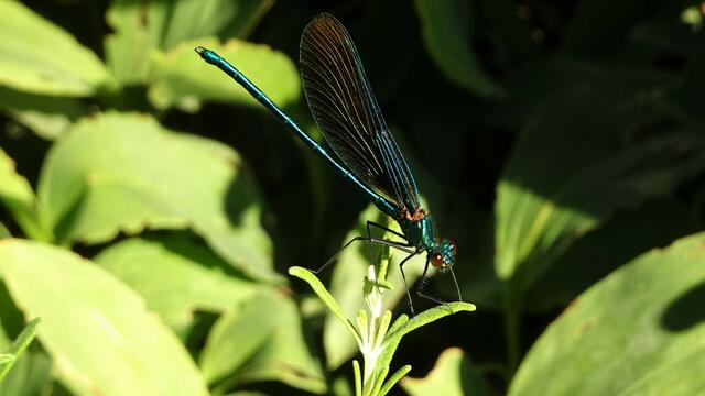 Auch Insekten brauchen Wasser! ... | Foto: © Silvia Plischek