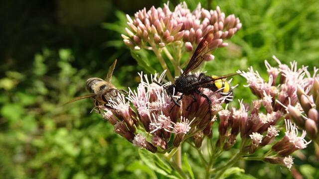 Insekten lieben den Blütennektar, sie brauchen aber ebenfalls Wasser, speziell bei extremer Hitze. ... | Foto: © Silvia Plischek
