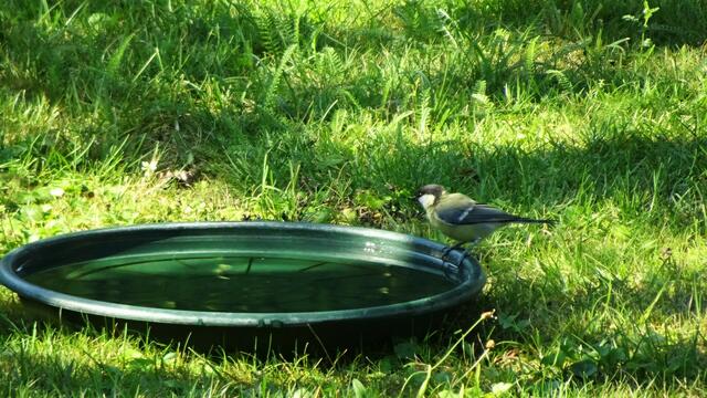 Damit das Wasser auch zum Trinken genießbar bleibt, bitte öfters erneuern, die Vögel werden es Euch danken. ... | Foto: © Silvia Plischek