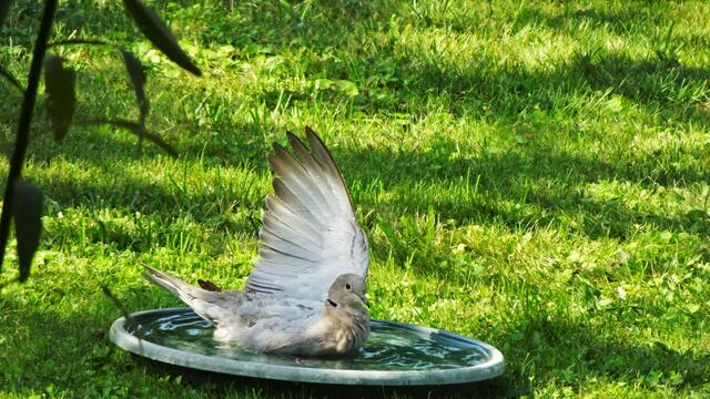 Vögel haben Freude an einem Wasserbad. ... | Foto: © Silvia Plischek