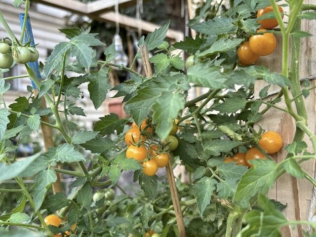 Mit dem Gemüse und Obst aus dem eigenen Beet ersparen sich die Gärtner im Alltag kaum Kosten. Das Gärtnern ist oft mehr mit Emotionen verbunden. | Foto: Nieschalk/MeinBezirk