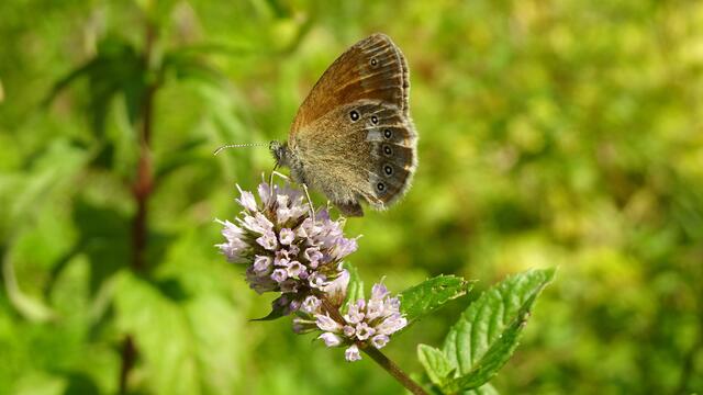 Foto: © Silvia Plischek