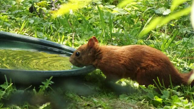 Ebenso das Eichhörnchen! :-) ... | Foto: © Silvia Plischek