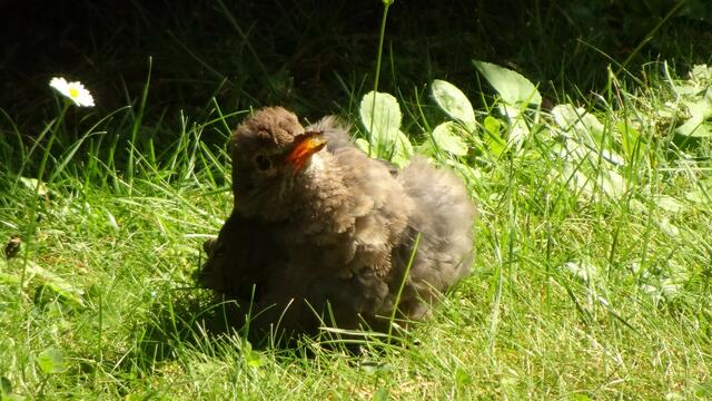 Bei sommerlicher Hitze sind besonders Jungvögel gefährdet. ... | Foto: © Silvia Plischek