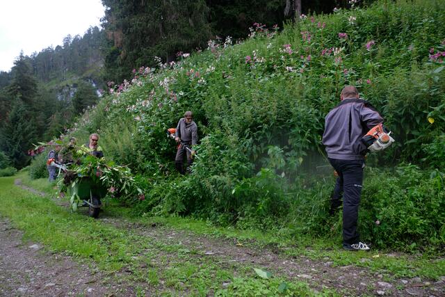 Gemeinsam geht es dem drüsigen Springkraut an den Kragen. | Foto: Höfner