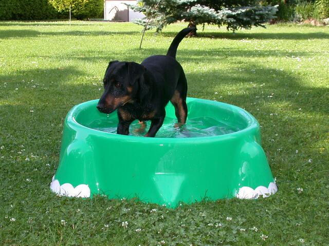 ... und im Wasser herumzutollen. ... | Foto: © Silvia Plischek