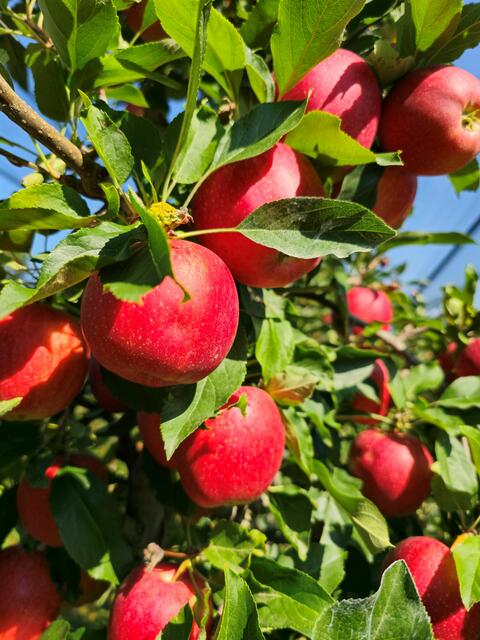 Beginn der Apfel- und Birnenernte im Burgenland. | Foto: LK Bgld./Tesch-Wessely