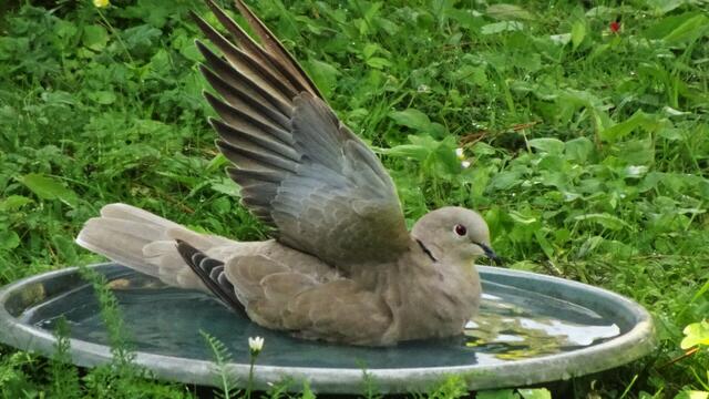 Danke für das kühlende Wasserbad! ... Wünsche Euch allen noch eine schöne Sommerzeit! ... Auf Wiedersehen! | Foto: © Silvia Plischek