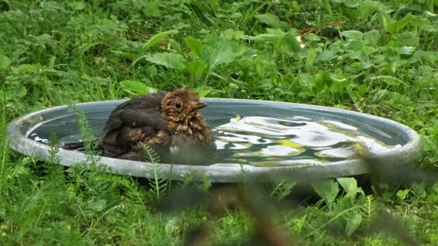 Ein kühles Bad erfrischt! :-) ... | Foto: © Silvia Plischek